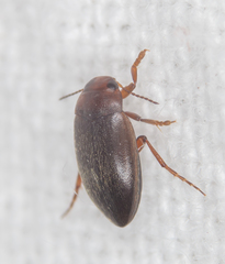 Hydroporus angustatus