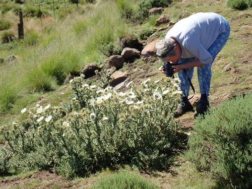 Image of Berkheya cirsiifolia by no rights reserved