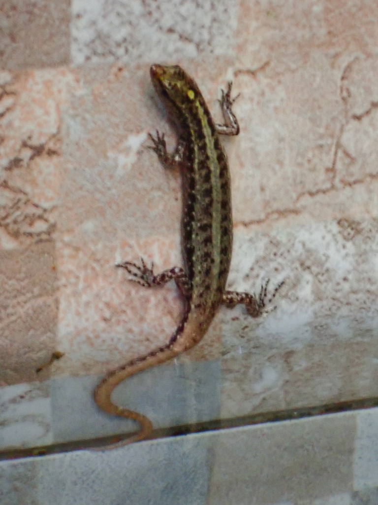 Moth Skink (Ornithuroscincus noctua)