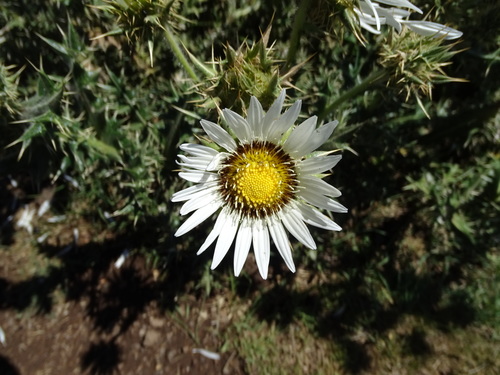Image of Berkheya cirsiifolia by no rights reserved