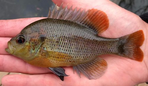 Spotted Sunfish
