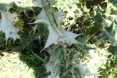 Berkheya cirsiifolia