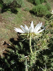 Berkheya cirsiifolia
