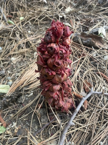 iNaturalist observation photo of Snowplant