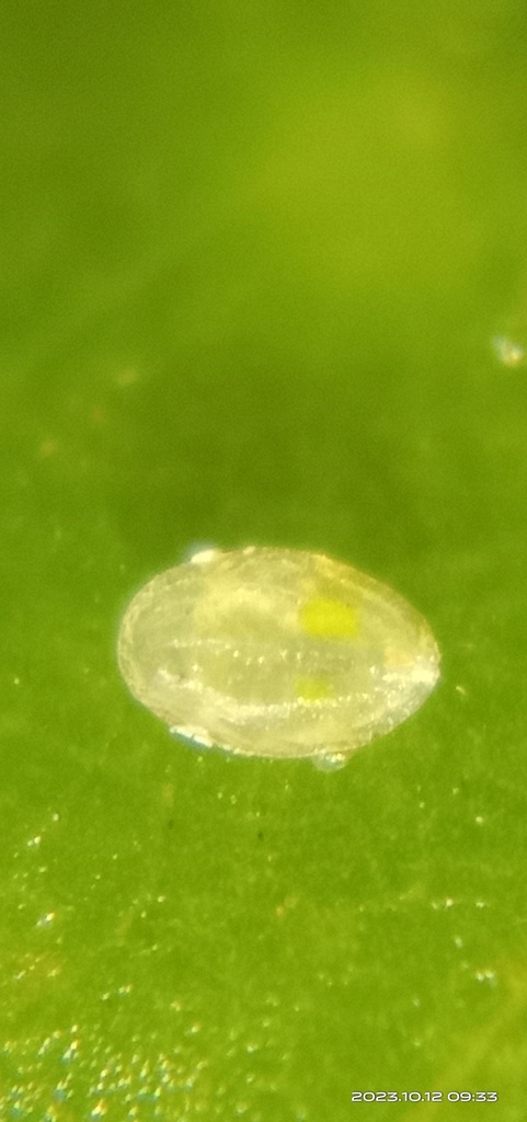Bemisia