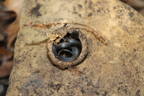 Ring-necked Snake photographed in Tennessee