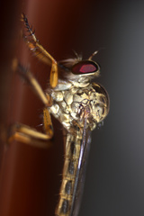 Asilidae