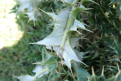 Berkheya cirsiifolia