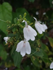 Rhinacanthus nasutus