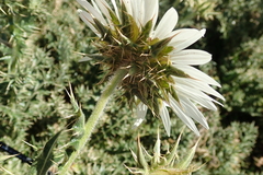 Berkheya cirsiifolia