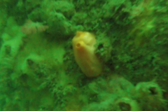 Cnemidocarpa finmarkiensis