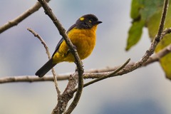 Anisognathus lacrymosus