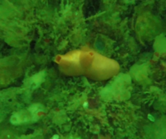 Cnemidocarpa finmarkiensis