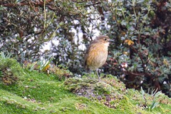 Grallaria quitensis