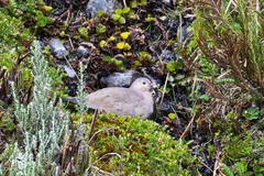 Metriopelia melanoptera