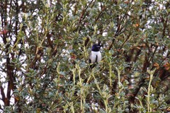 Oreotrochilus chimborazo