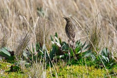 Anthus bogotensis