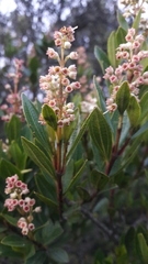 Miconia ligustrina