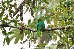 Pharomachrus fulgidus