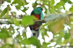 Pharomachrus fulgidus