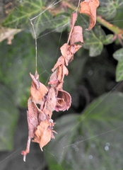 Arachnura scorpionoides