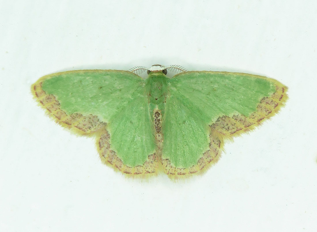 Oospila rufilimes