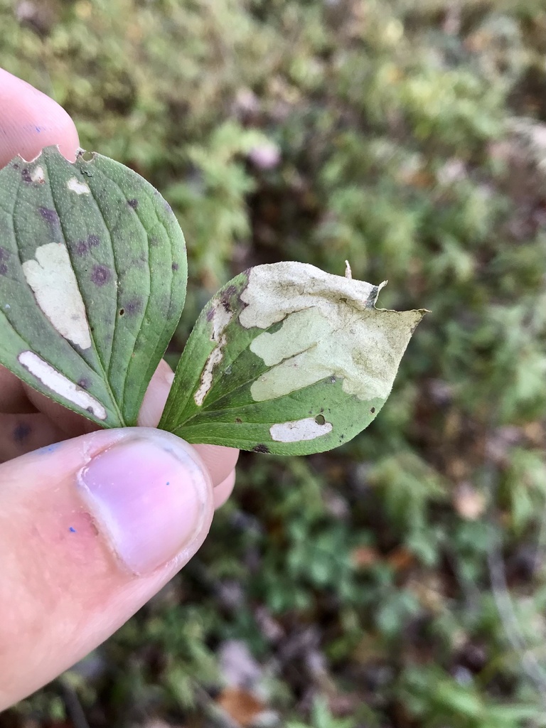 Coleophora canadensisella