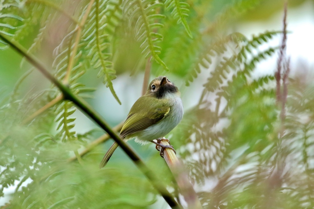 Black-throated Tody-Tyrant