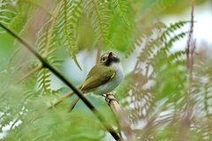 Hemitriccus granadensis lehmanni