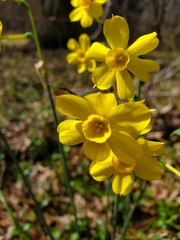 Narcissus jonquilla