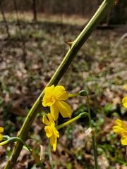 Narcissus jonquilla