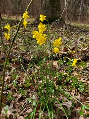 Narcissus jonquilla