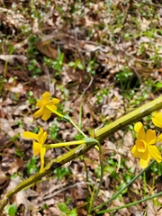 Narcissus jonquilla
