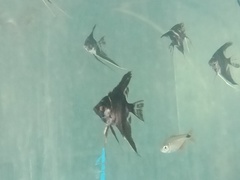 Pterophyllum scalare