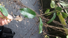 Anodendron affine