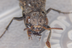 Ontholestes murinus