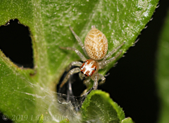 Chira gounellei