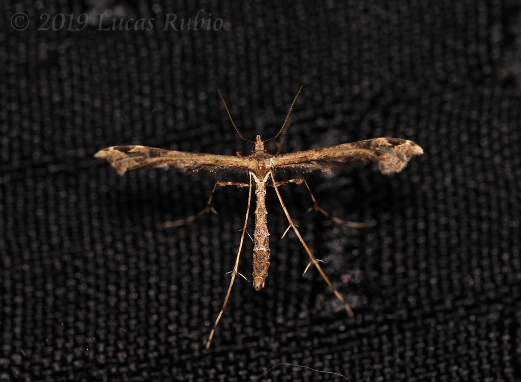 Stenoptilodes sematodactyla