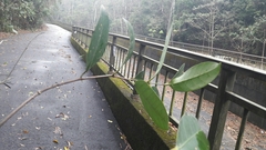 Anodendron affine