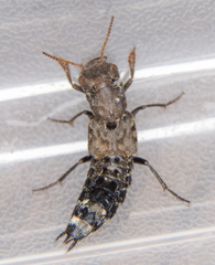 Ontholestes murinus