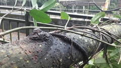 Anodendron affine
