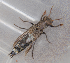 Ontholestes murinus