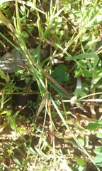 Thysanocarpus curvipes