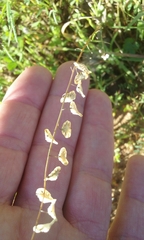 Thysanocarpus curvipes