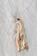 Catoptria verellus