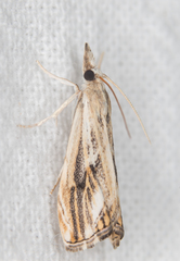 Catoptria verellus