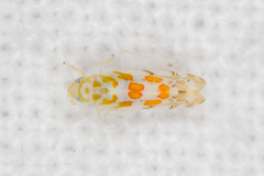 Typhlocyba quercus