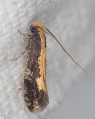 Monopis obviella