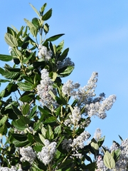 Ceanothus arboreus