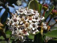 Ceanothus megacarpus insularis